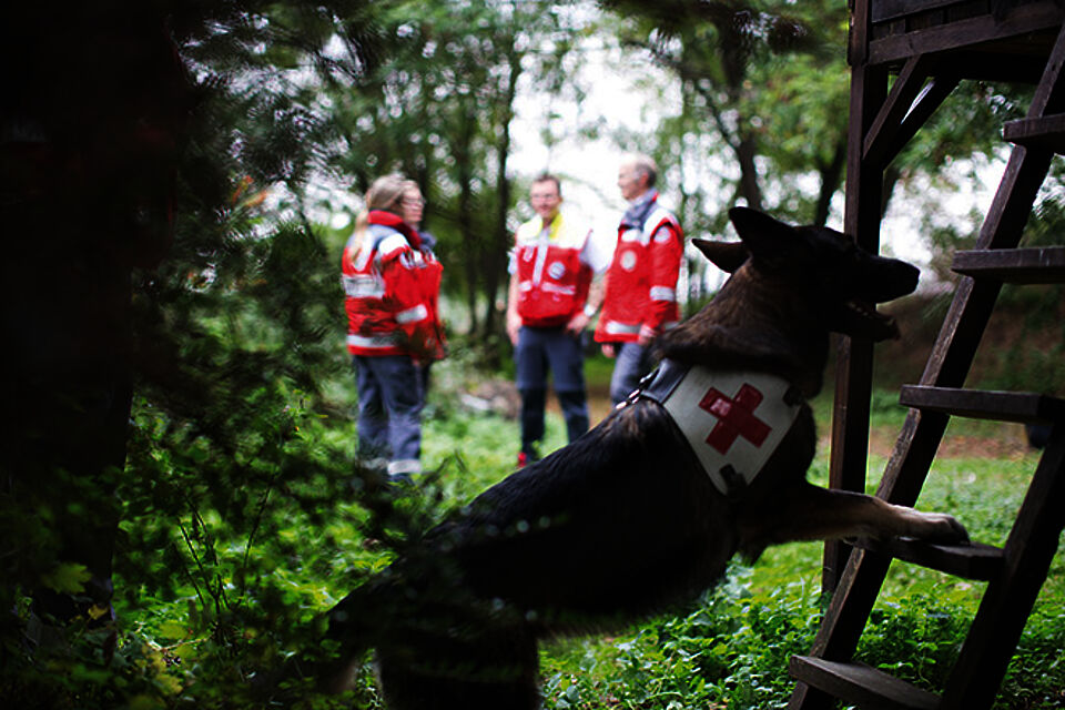 DRK - Rettungshundearbeit